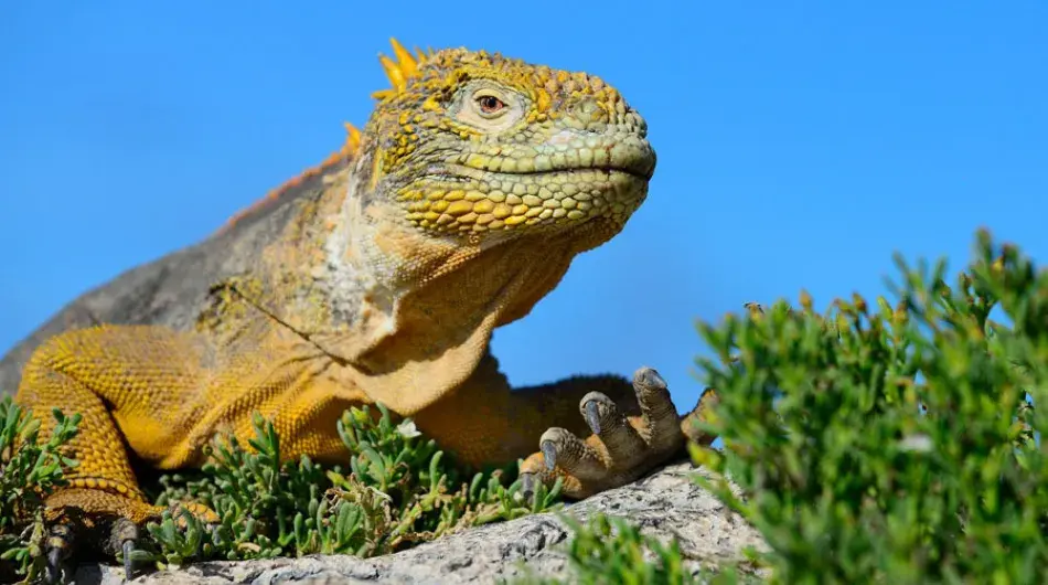 Galapagos islands land iguana closeup with green herbs and blue sky