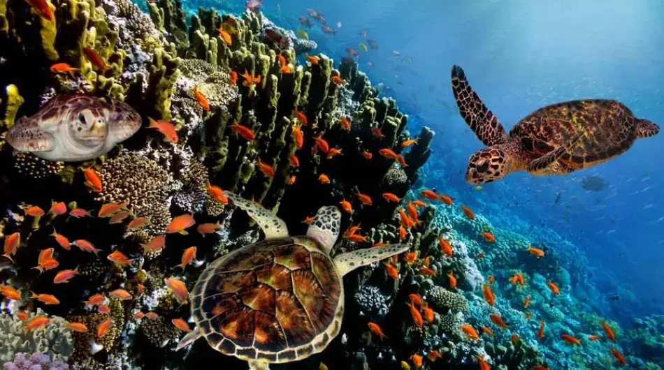 Galapagos islands underwater picture of sea turtles and corals