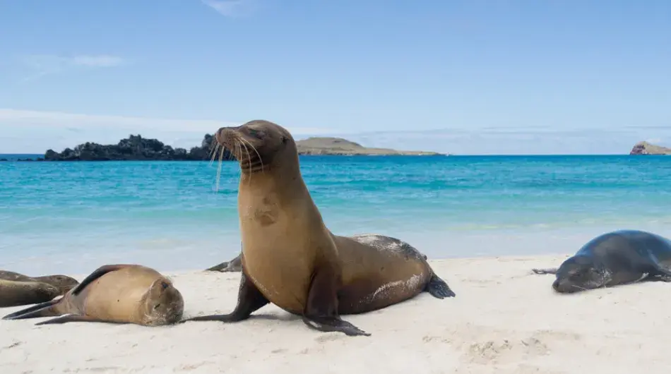 Sea Lions on a white beach in the Galapagos Islands