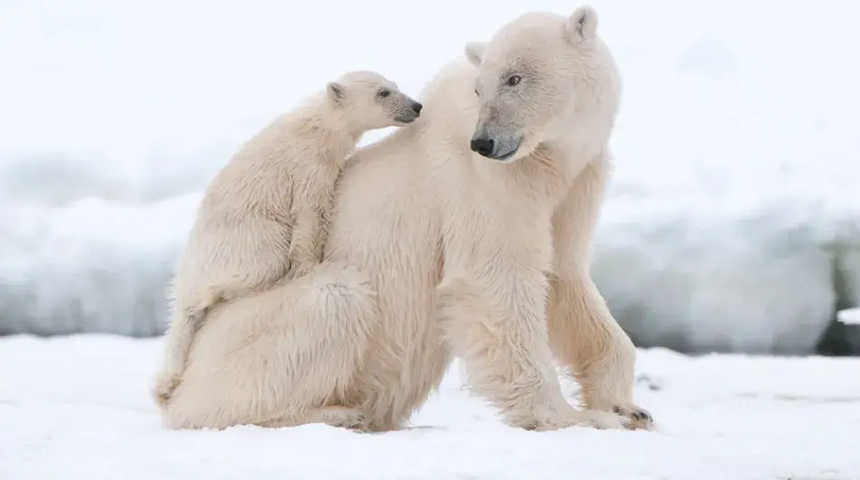Polar Bears on the ice in the Arctic