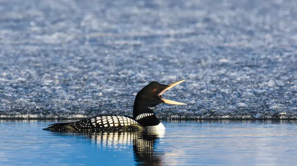 Yellow-billed Loon with brash ice sheet behind it in Arctic Greenland