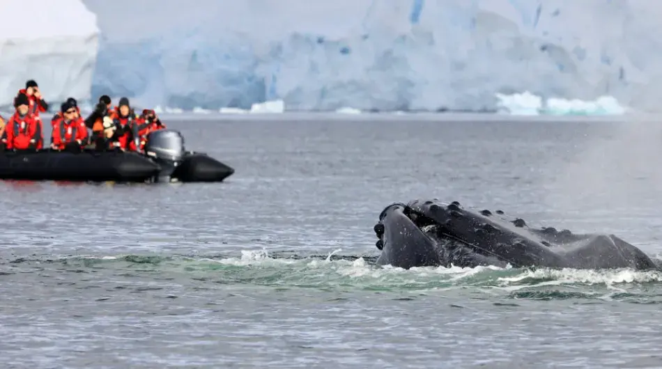 Tourists admiring whale while zodiac cruising in Antarctica
