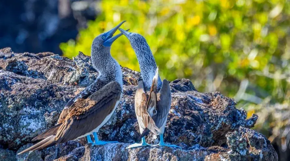 Blue Footed Boobies in the Galapagos Islands 