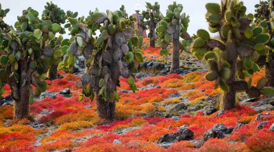 Cactus and barren landscapes in the Galapagos Islands 