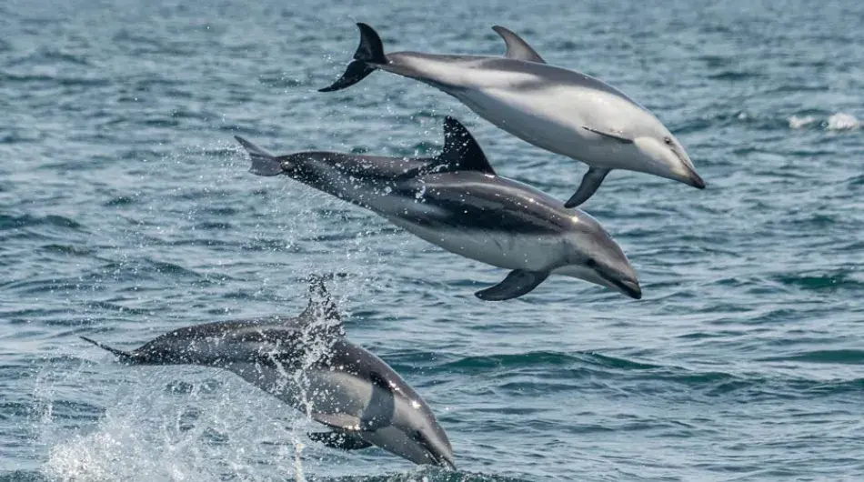 Three dusky dolphins performing aerial display