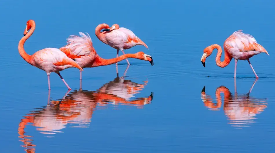 Flamingos in the Galapagos Islands