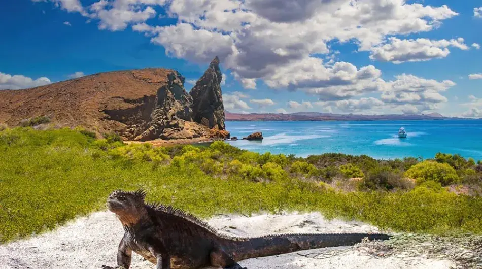 Iguana on a rock in the Galapagos Islands