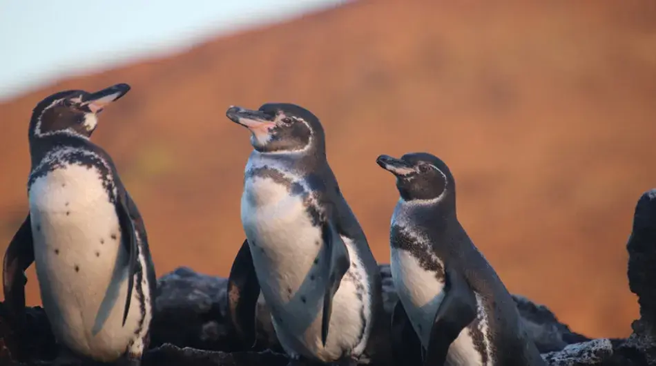 Penguins in the Galapagos Islands