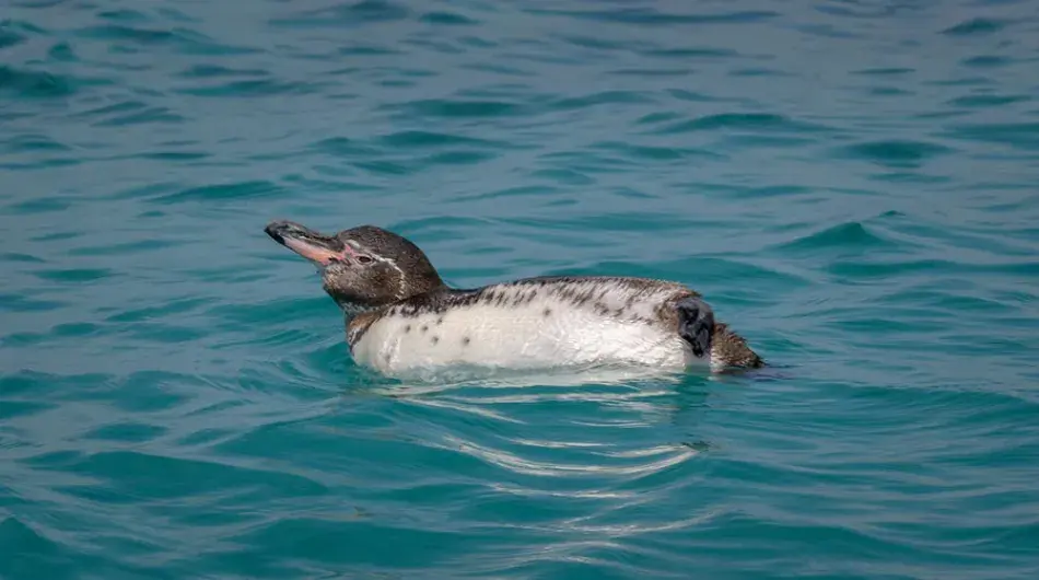 Galapagos Penguin