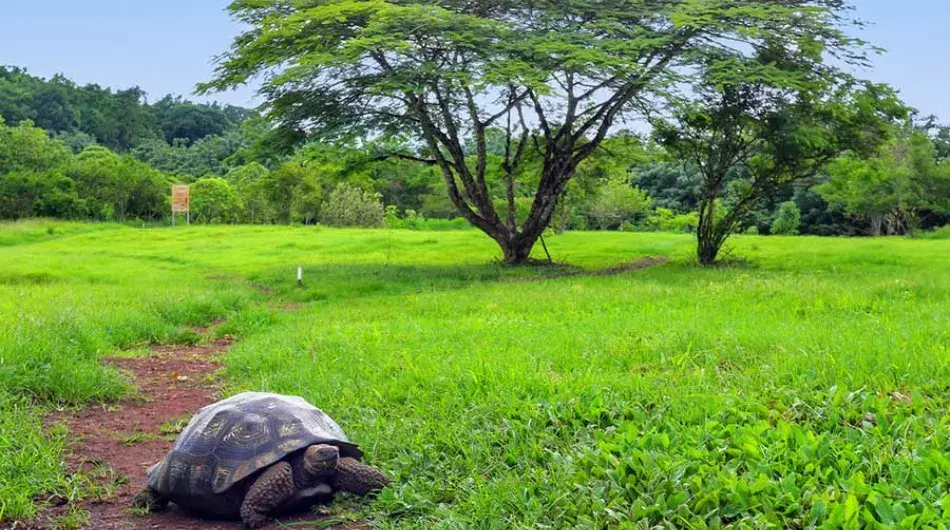 Giant Tortoise in the Galapagos Islands 