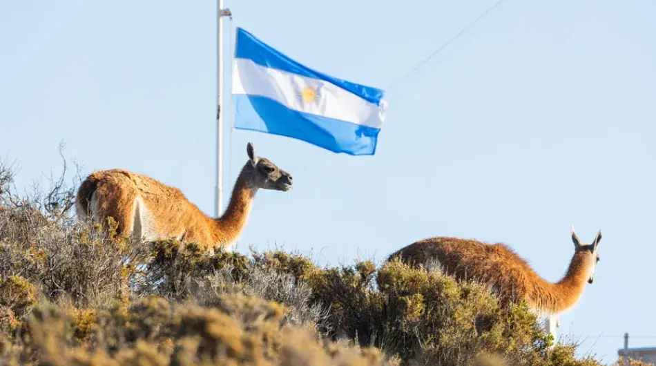 Two guanacos on top of hill in Valdes Peninsula, Argentina