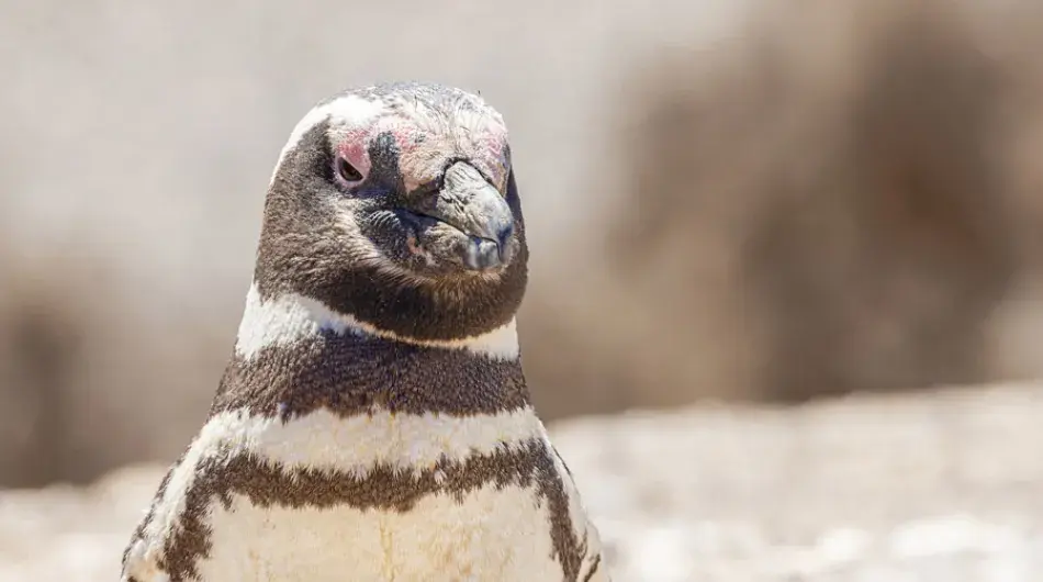 Close up of a Magellan Penguin