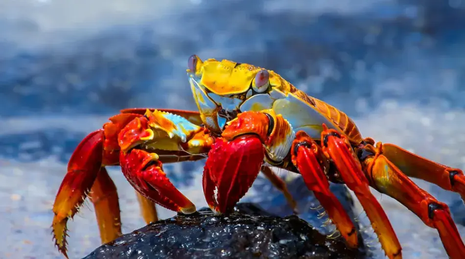 Sally Lightfoot Crab, Galapagos Islands 