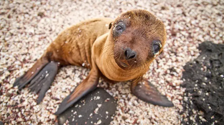 Baby Sea Lion in the Galapagos Islands