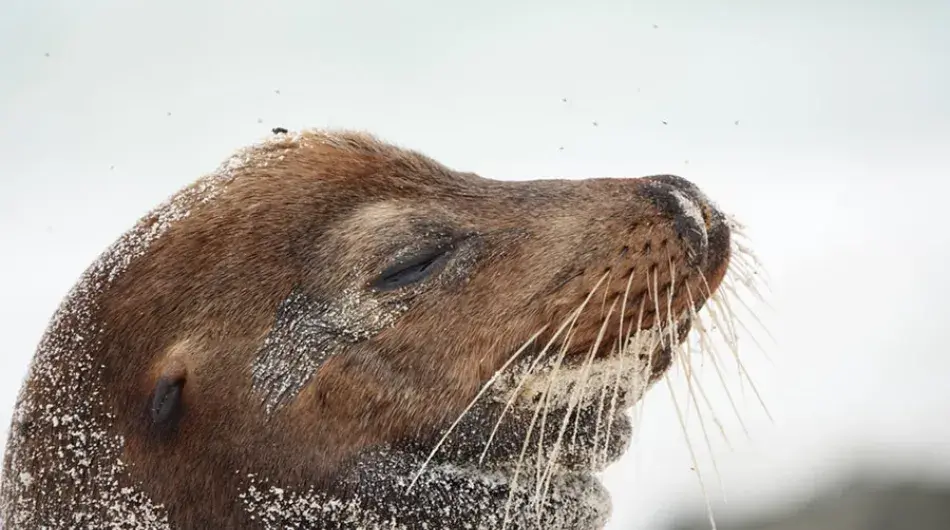 Baby Sea Lion, Galapagos Islands