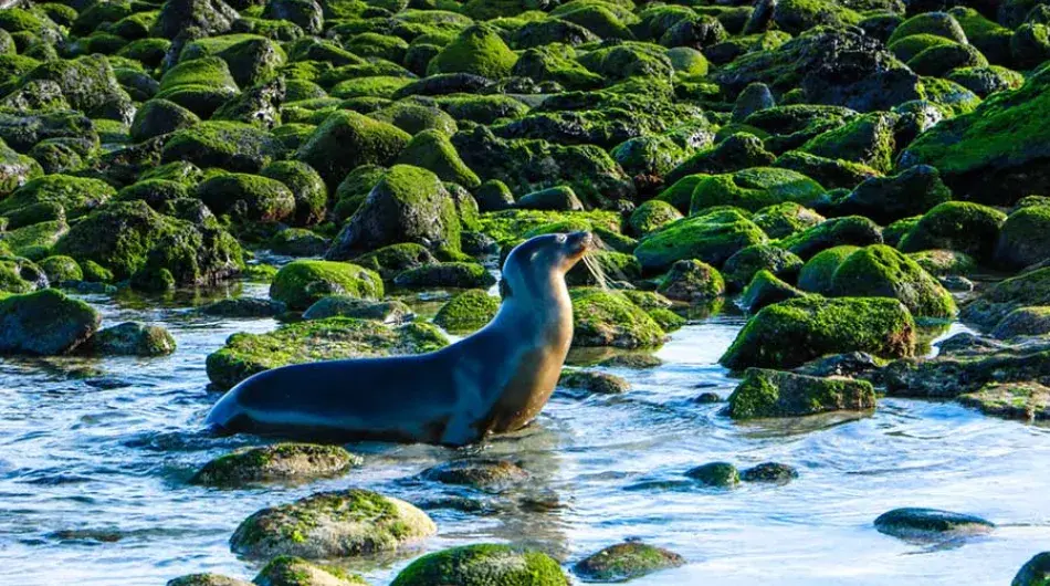 Sea Lions in the Galapagos Islands