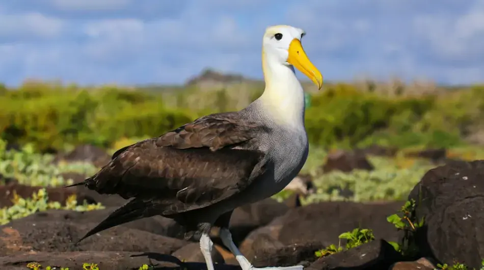 Wave Albatros, Galapagos Islands