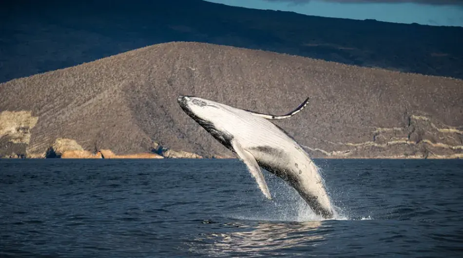 Breaching Whale in the Galapagos Islands