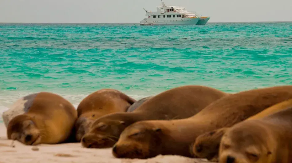 Seaman journey galapagos expedition cruise ship with seals in the foreground