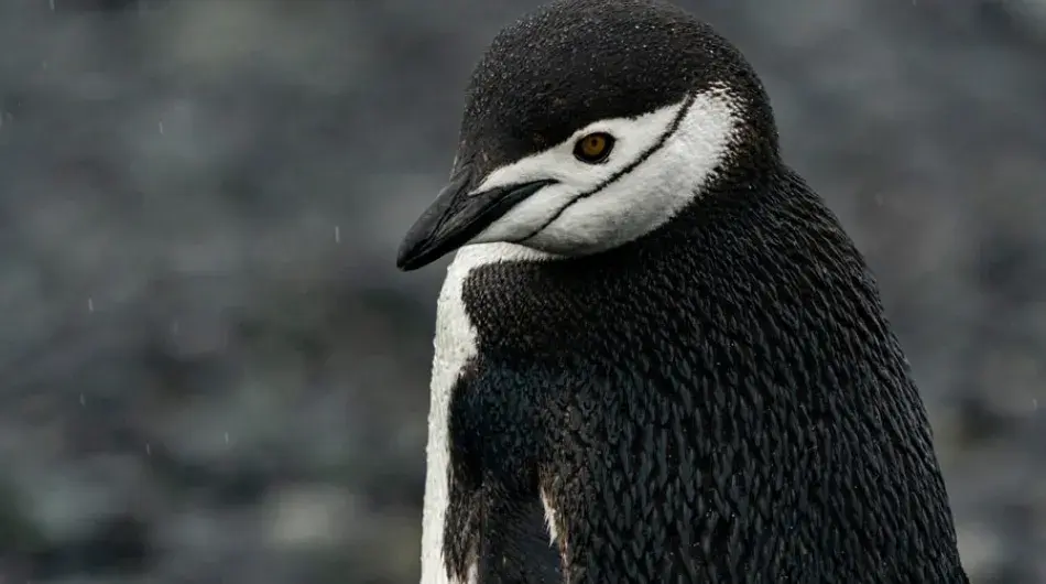 Close up of a Chinstrap Penguin in Antarctica