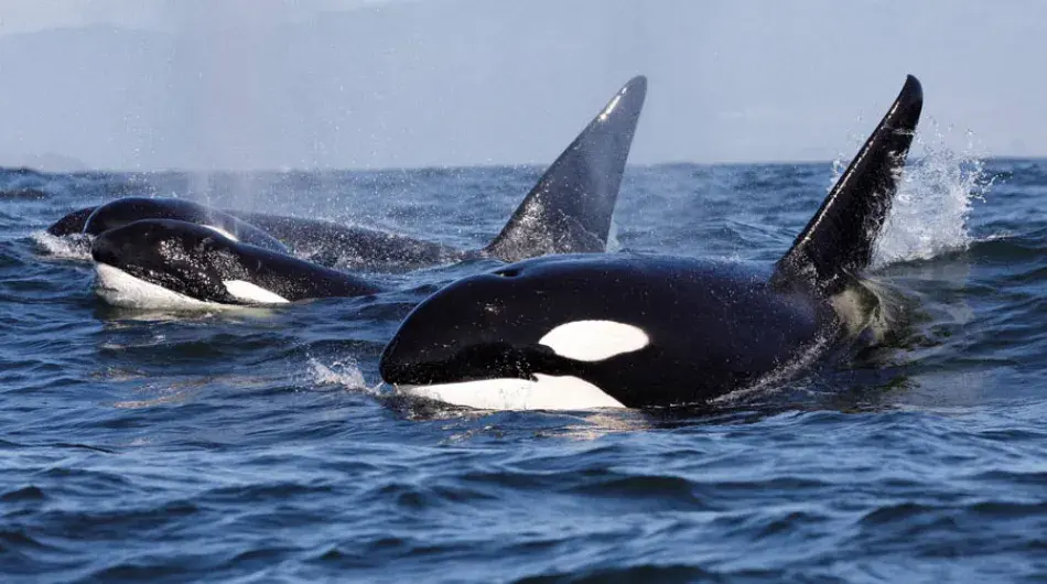 Pod of Orca's in surfacing in Antarctica