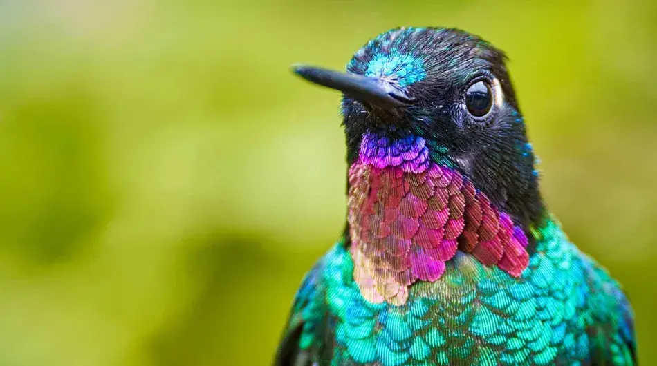 Close up of Colombian hummingbird