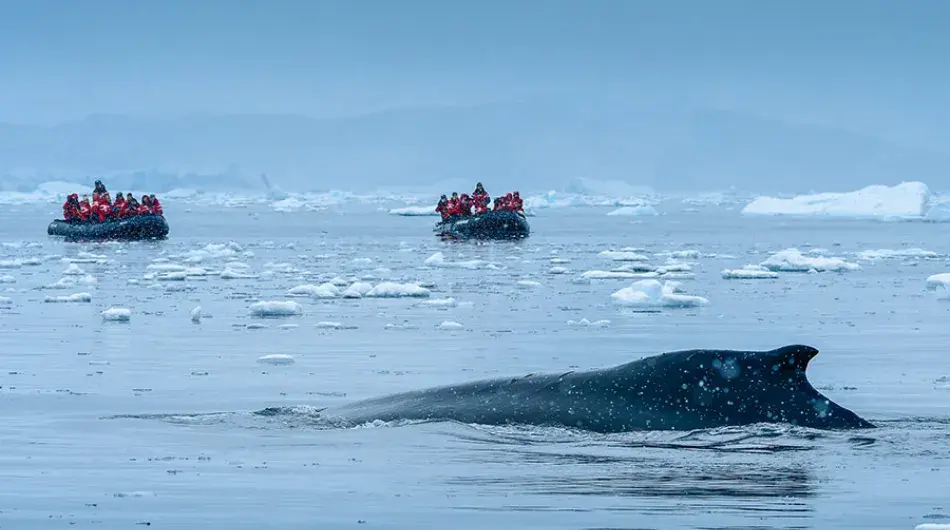 tourists in 2 zodiacs in background with Humpback whale surfacing in foreground in icy Antarctic waters