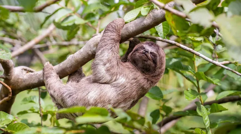 Peruvian Amazon Sloth in tree