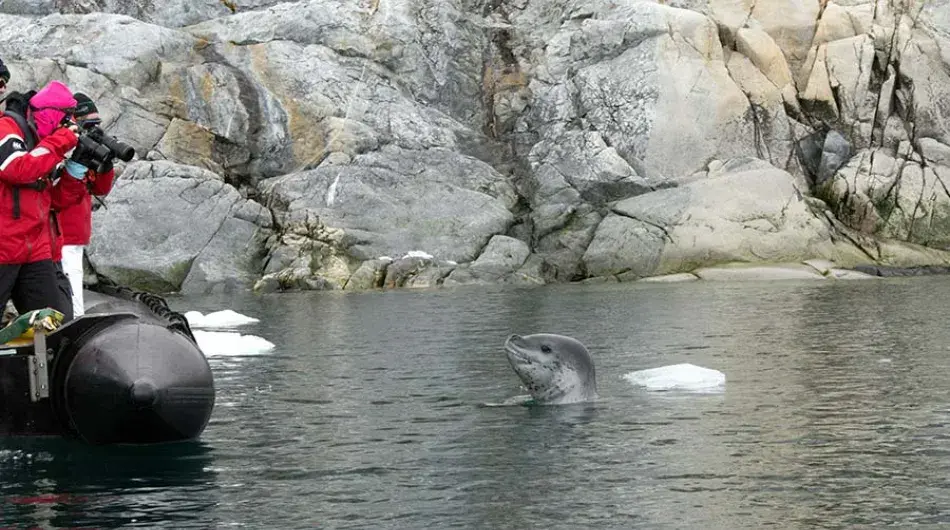 Clients witnessing leopard seal breaching in Antarctica