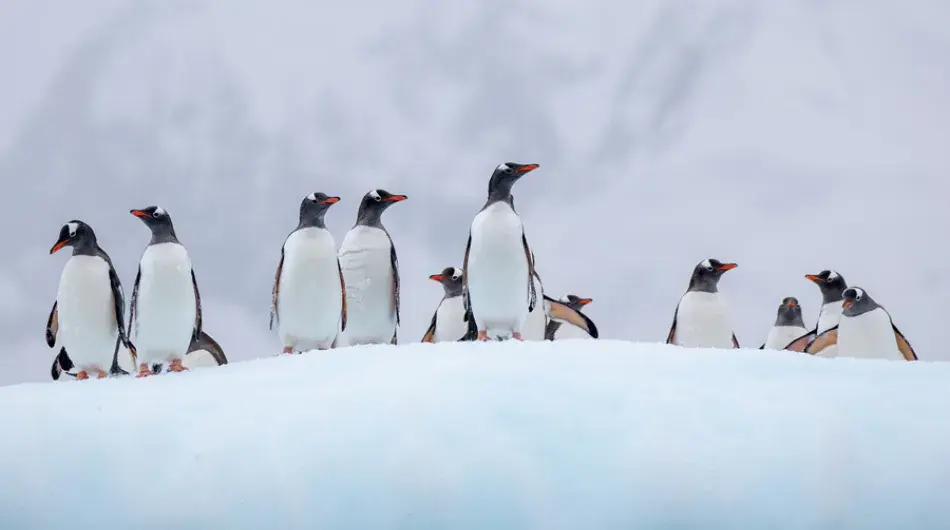Group of Gentoo penguins standing on ice in Antarctica