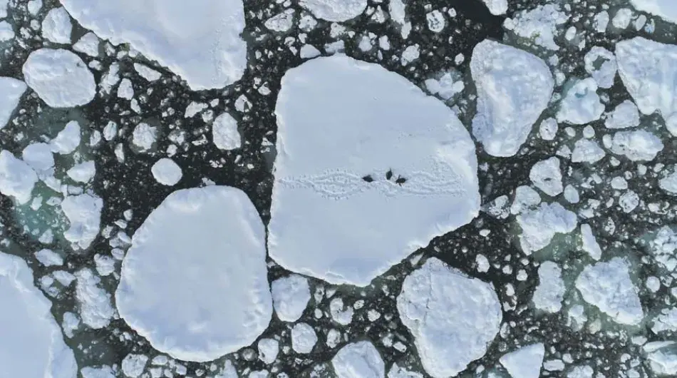 Aerial view of group of Gentoo penguins on iceberg in Antarctica
