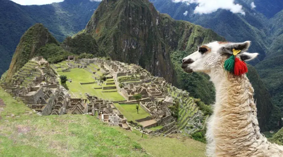 Landscape view of Machu Picchu with llama in the foreground