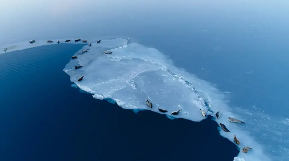 Seals on ice floe in Antarctica