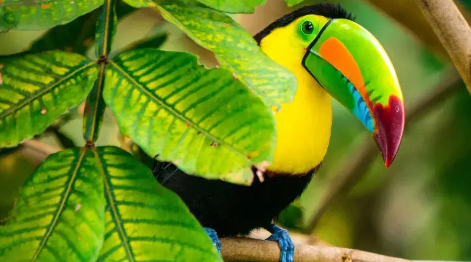 Toucan bird with green leaves in front