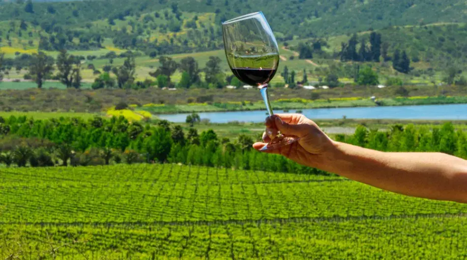 Holding a glass of wine in the Casablanca Valley, Chile