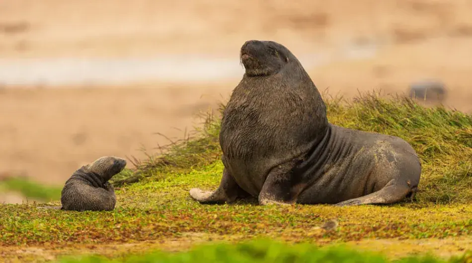 Sea lions in a colorful scenery on Enderby Island