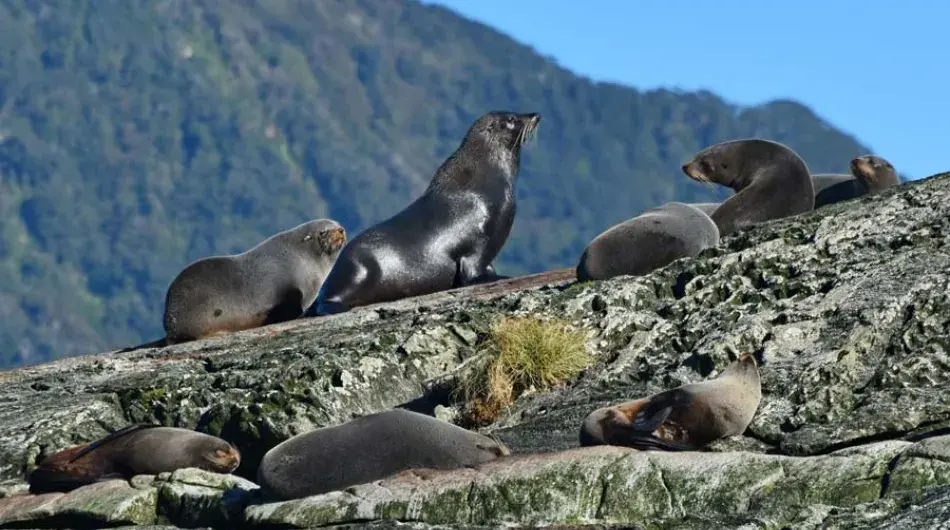 Seal colony sitting on rocks in the sun in Doubtful Sound