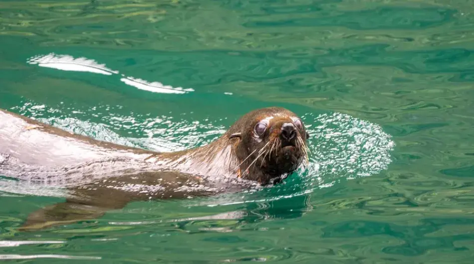 Fur seal swimming in Fjordland