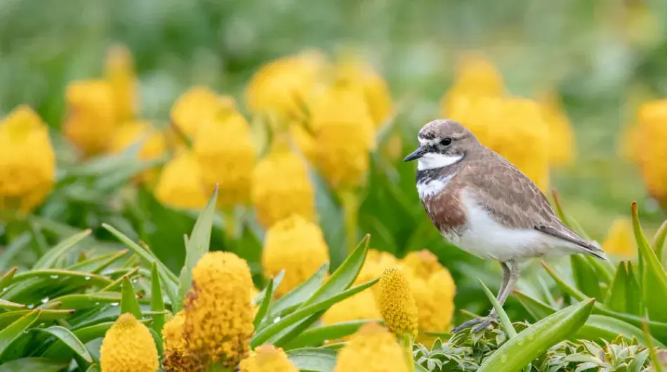 Banded dotterel among vibrant flowers on the Aukland islands