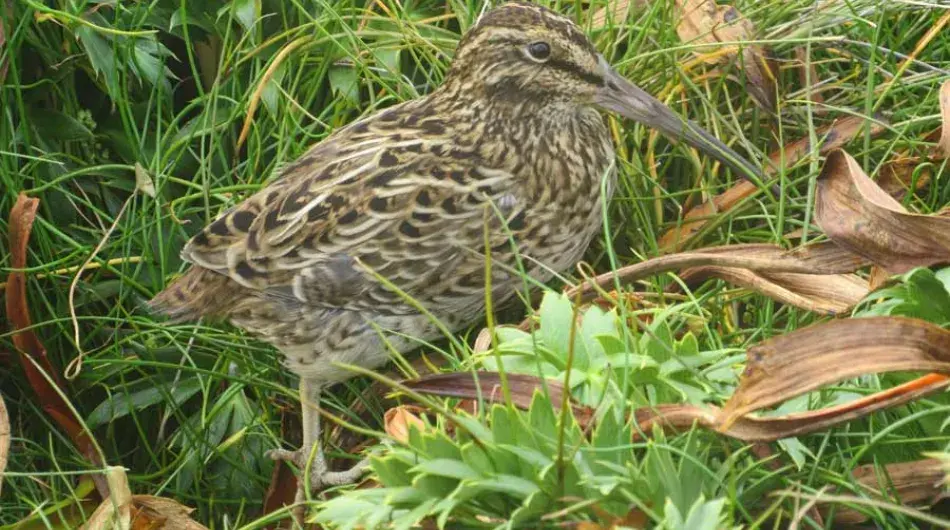 Closeup of a snipe on Aukland Island