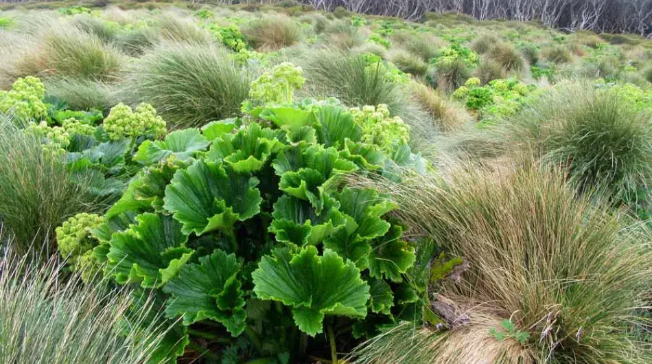 Beautiful Megaherbs on Enderby Island