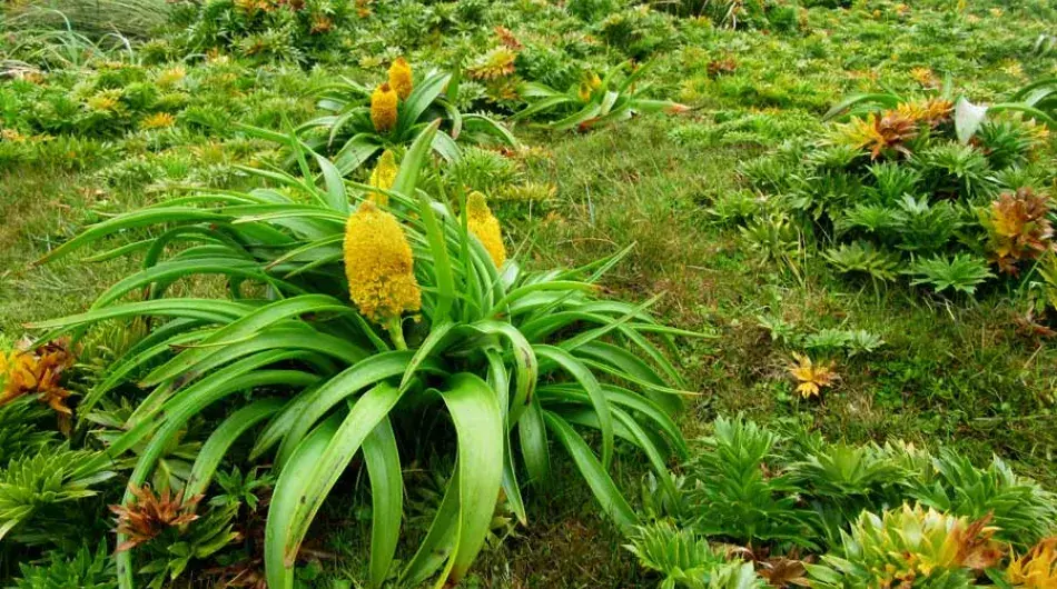 Ross lilys among grass on Enderby island