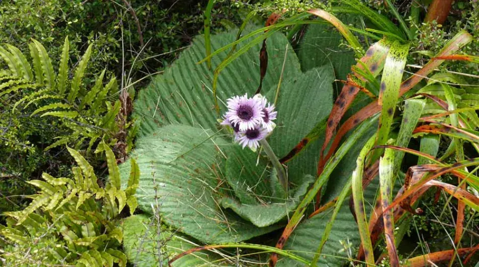 Campbell Island daisy 