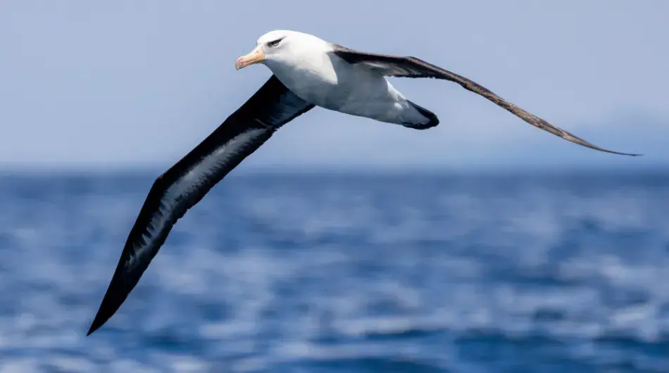 Albatross spotted flying at sea