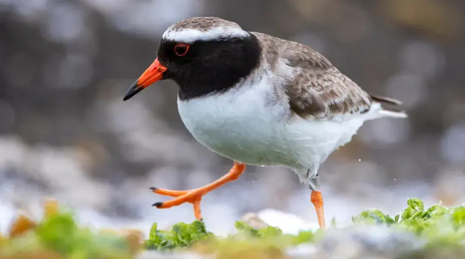 Closeup of the Tuturuatu shore Plover, Chathams Islands