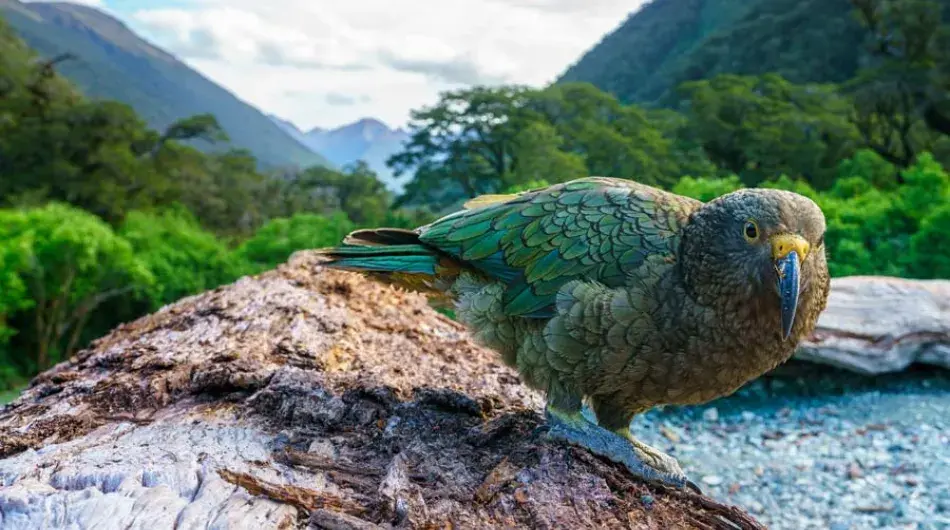 Closeup of a Kea on a log in stunning scenery