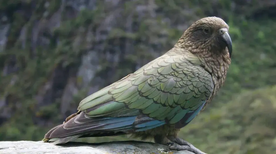 close up of Kea in Fjordland