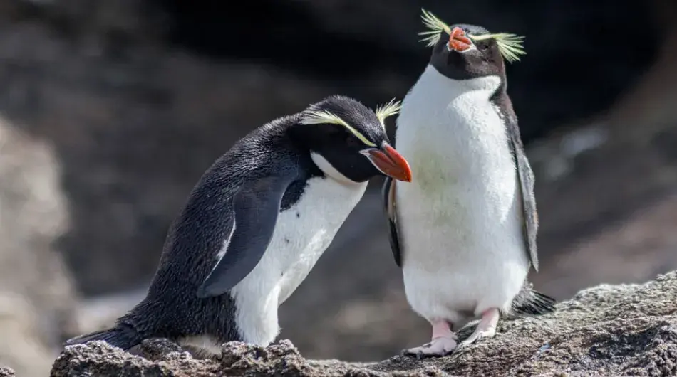 two snares crested penguins on rocky ground