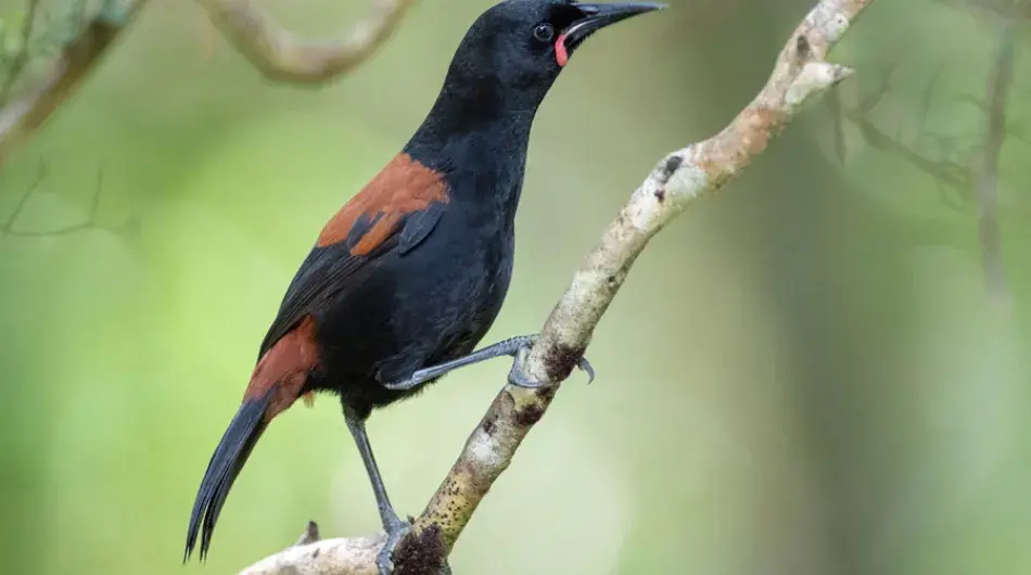 Closeup of a South Island saddleback perched on a branch on Ulva island