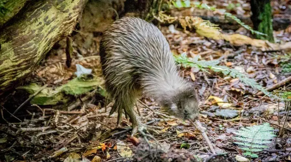 Southern Brown Kiwi on Ulva Island